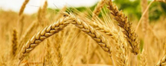 小麦发生药害怎么应对，