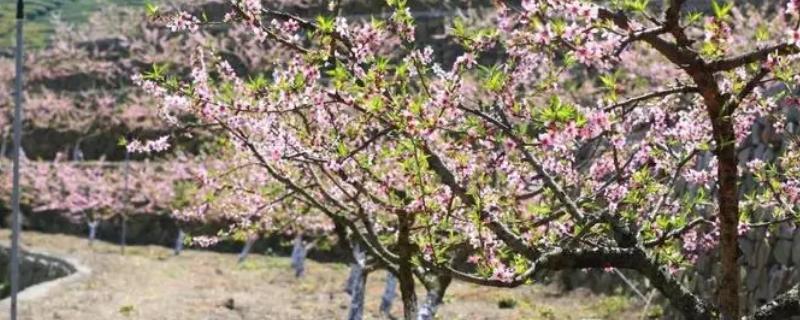 桃树是否喜光，属于喜光树种