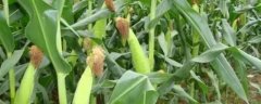 周糯9号玉米种子特征特性