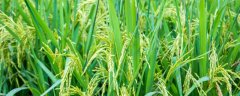 水稻胡麻叶斑病怎么防治
