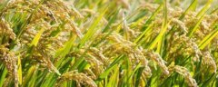 杂交水稻属于什么技术，