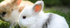兔子的寿命有多长？兔子