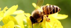 一个人能养多少箱蜜蜂，