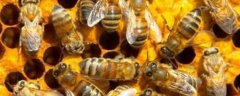 中蜂怎么用双王养成强群