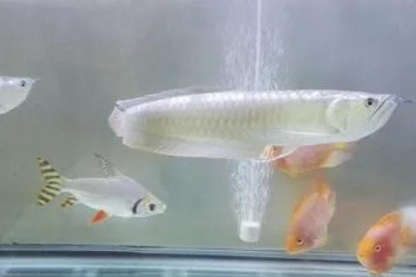 银龙鱼的饲养方法，对温度比较敏感