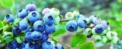 盆栽蓝莓开花结果需要几