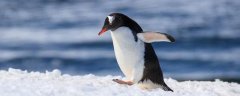 企鹅分布在北极还是南极