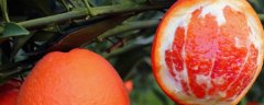 血橙的品种介绍，以果肉
