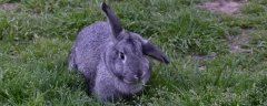 兔子是哺乳动物吗，属于