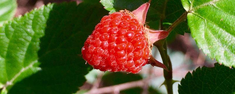 山莓和覆盆子的区别，生长地区、食用方法和营养价值均不同