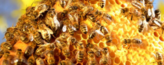 养蜂人越来越难的原因是