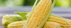 玉米价格预测，2023年的价