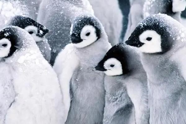 企鹅是一夫一妻制么，大部分企鹅是一夫一妻制
