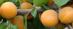 杏树种子的播种方法，开