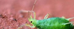 怎么防治蔬菜蚜虫，使用