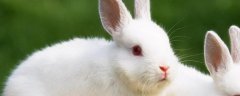 如何成功发展兔子养殖？