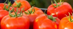 怎么预防秋番茄的四种生
