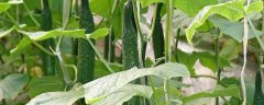 温室黄瓜出现肥害的原因