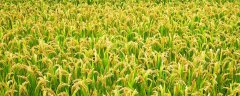 水稻种植过程的顺序是怎
