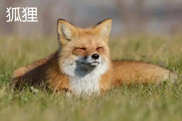貉子和狐狸的区别，科属、外观、习性均不同