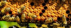新手怎样养蜂繁殖快，注