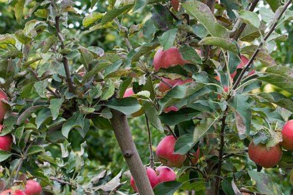 苹果树夏季管理技术，附苹果树常见病虫害