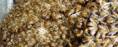 中蜂工蜂产卵补救方法，