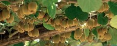 <b>猕猴桃种植条件与气候，喜温、喜湿、喜光水</b>