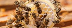 蜜蜂的一生是怎样度过的，不同阶段负责什么工