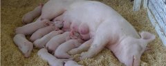 母猪产后护理措施，从检查胎衣、消炎、饲养等