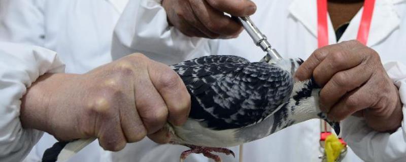 养鸽子能否不打疫苗，一般需要定期注射
