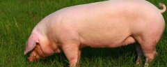 母猪品种选择方法，一般需根据养殖水平来选择