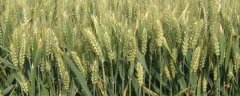赵农1632小麦品种简介，平