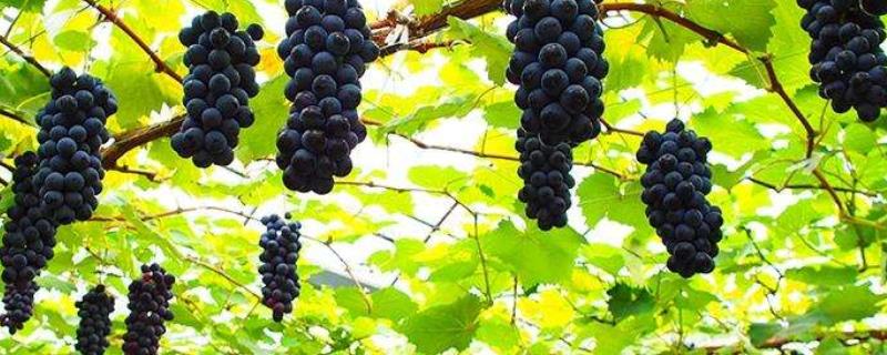 夏黑葡萄产地在哪里，有哪些生长特征
