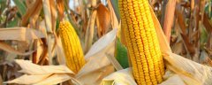 玉米地下害虫的防治方法