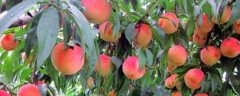 桃树该怎么种植，适合种
