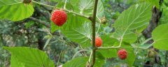 山莓种植方法，采用压条