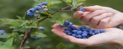 清洗蓝莓的方法有哪些，