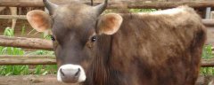 肉牛高效养殖管理技术，