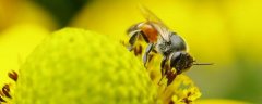 <b>蜜蜂是怎么修筑蜂巢的，蜜蜂为什么要筑巢</b>