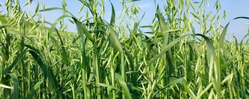 燕麦的栽培要点，种前应进行种子精选