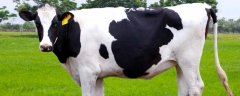 奶牛产后瘫痪的原因及治