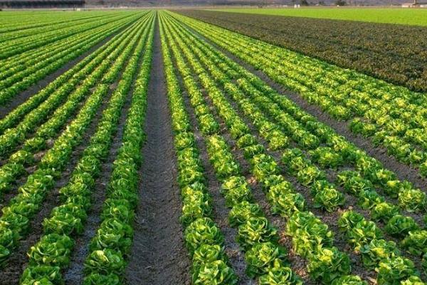 美国发展农业有哪些有利的自然条件，土壤肥沃、耕地面积广阔、灌溉水源充足