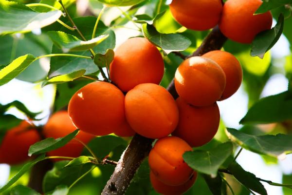 杏树的寓意象征是什么