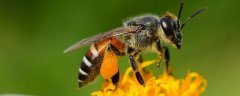 如何控制蜜蜂不分蜂维持