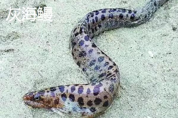 鳗鱼的体型，长度一般为60-90厘米左右
