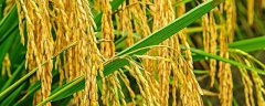 怎样加强水稻苗期分蘖率