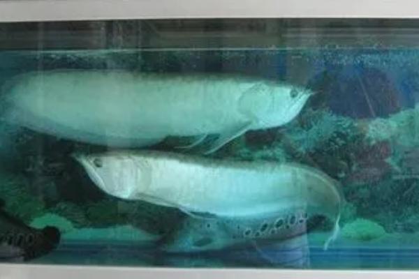 银龙鱼需要多大的缸，鱼缸必须要大于它的长度
