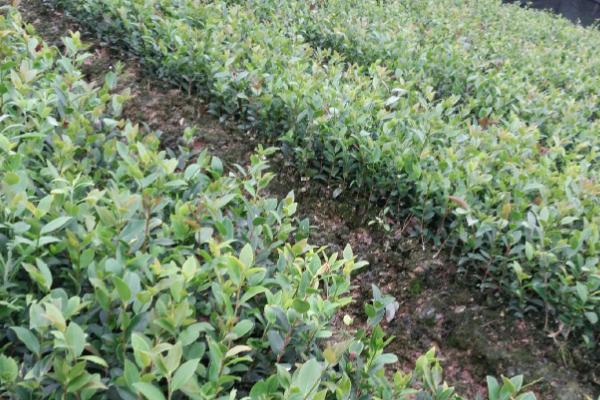 油茶树苗什么时候种植好，秋栽为宜