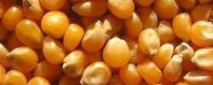 玉米种子缺一部分能发芽